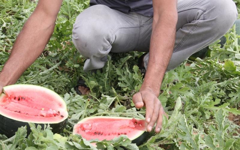 بالصور: البطيخ.. فاكهة الصيف تحقق اكتفاءً غزياً