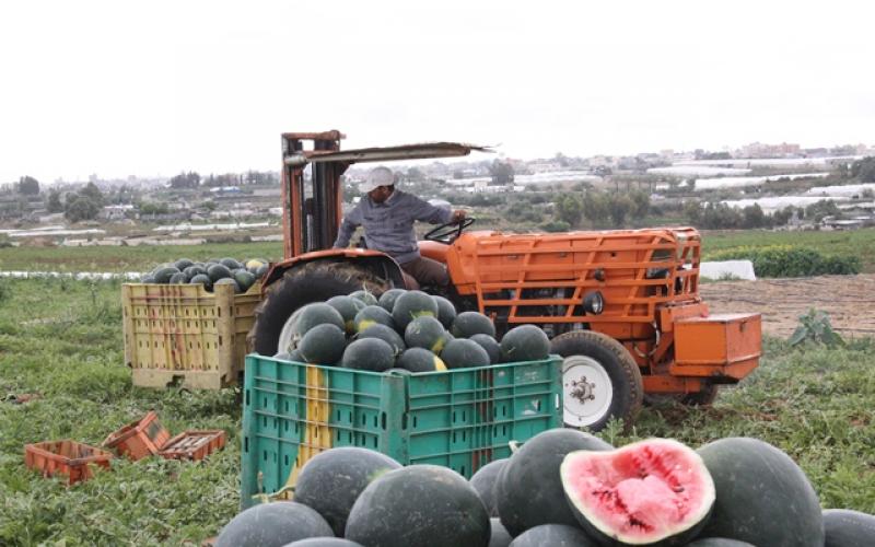 بالصور: البطيخ.. فاكهة الصيف تحقق اكتفاءً غزياً