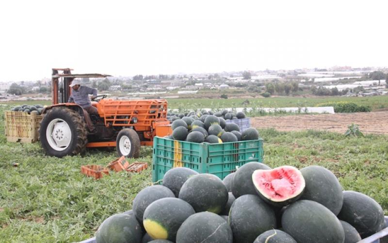 بالصور: البطيخ.. فاكهة الصيف تحقق اكتفاءً غزياً