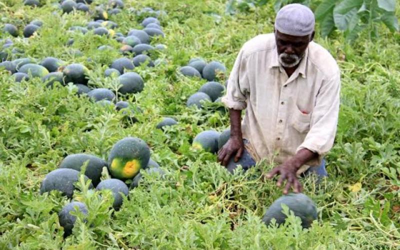 بالصور: البطيخ.. فاكهة الصيف تحقق اكتفاءً غزياً