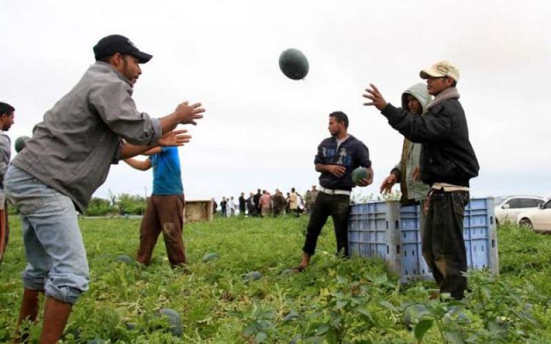 بالصور: البطيخ.. فاكهة الصيف تحقق اكتفاءً غزياً