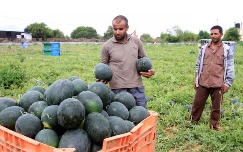 بالصور: البطيخ.. فاكهة الصيف تحقق اكتفاءً غزياً