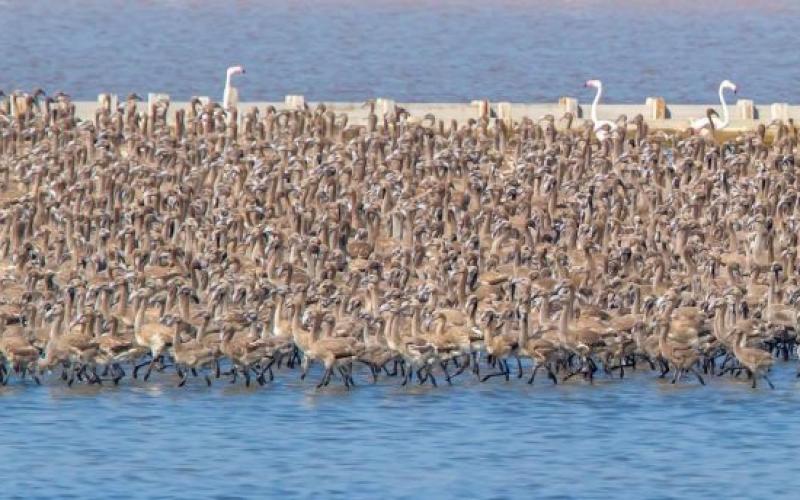 صور: إنشاء جزيرة لطيور البجع بتركيا