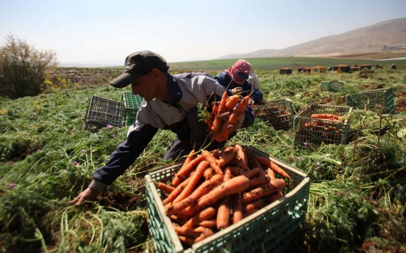 صور: حصاد الجزر في طوباس