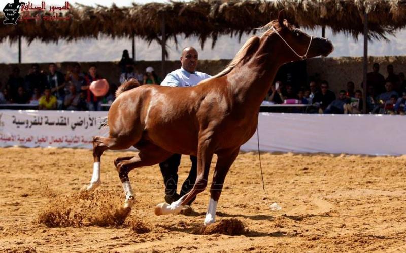 صور: مسابقة جمال الخيول في أريحا