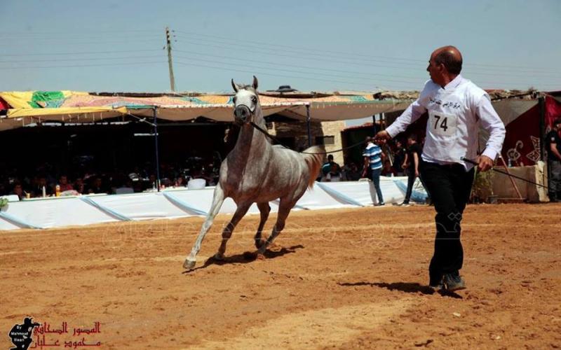 صور: مسابقة جمال الخيول في أريحا