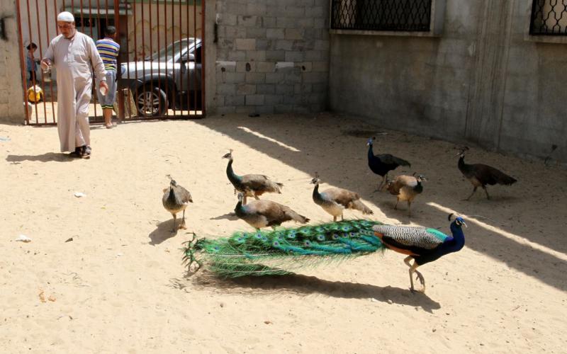 صور: شاب يربي "الطاووس" بخانيونس