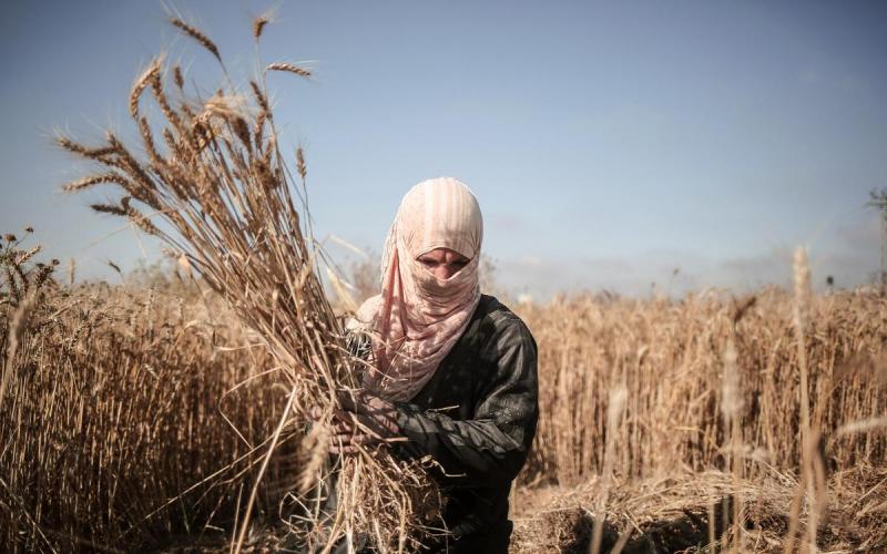 صور: امرأة فلسطينية تحصد القمح رغم الخطر