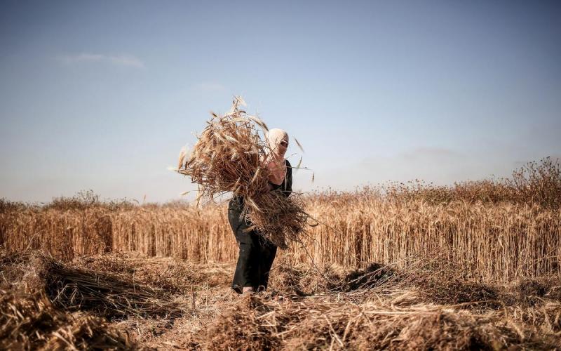 صور: امرأة فلسطينية تحصد القمح رغم الخطر
