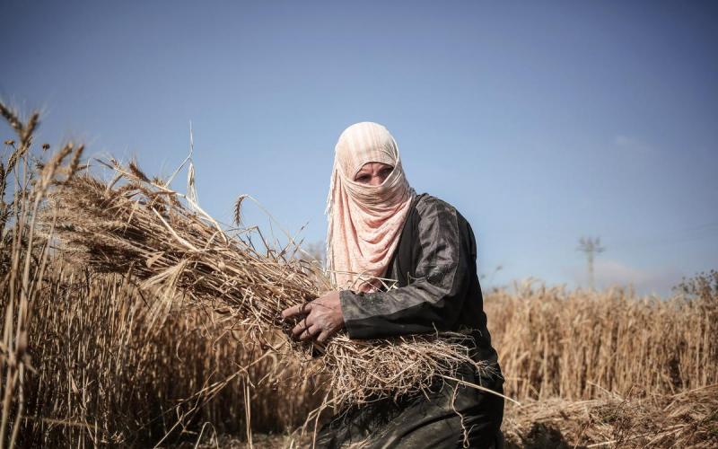 صور: امرأة فلسطينية تحصد القمح رغم الخطر