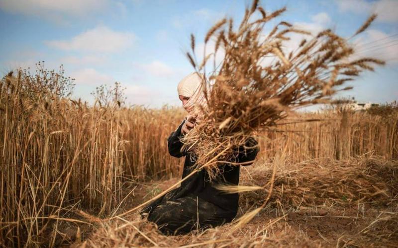 صور: حصاد القمح في غزة