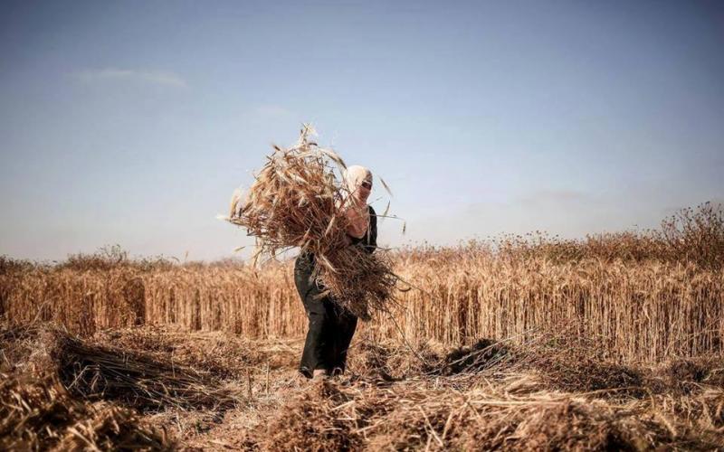 صور: حصاد القمح في غزة