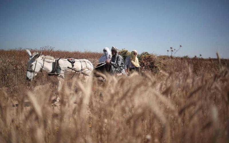 صور: حصاد القمح في غزة