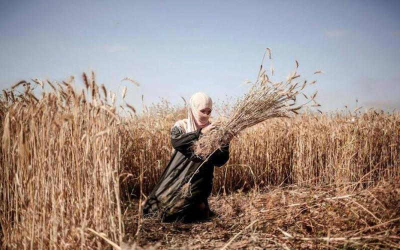 صور: حصاد القمح في غزة