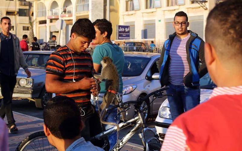صور: "نسناس" يشرب الكولا في ميناء غزة