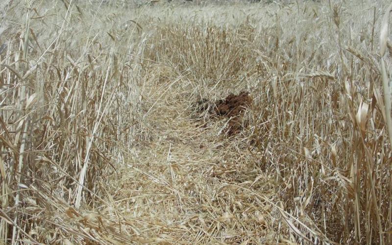 صور: الاحتلال دمر محاصيل زراعية بـ"إبزيق"