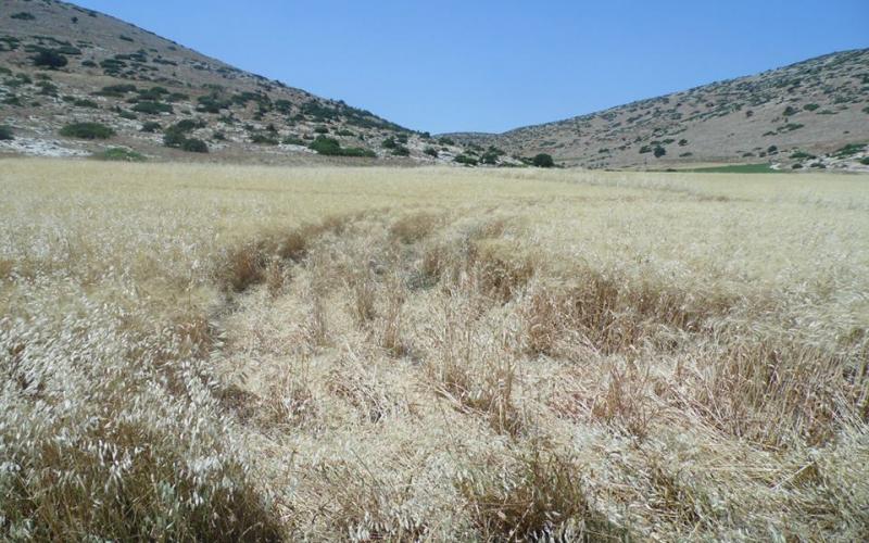 صور: الاحتلال دمر محاصيل زراعية بـ"إبزيق"