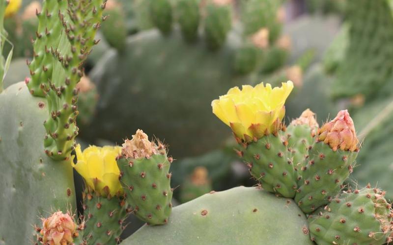 صور: الربيع في خزاعة بخانيونس