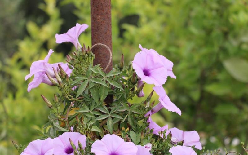 صور: الربيع في خزاعة بخانيونس