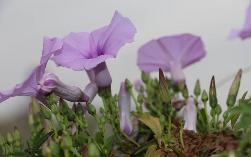 صور: الربيع في خزاعة بخانيونس