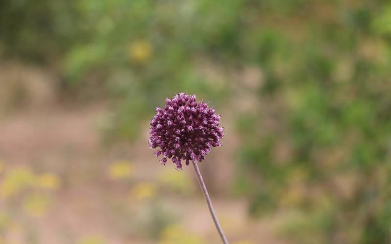 صور: الربيع في خزاعة بخانيونس