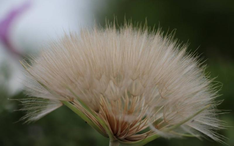 صور: الربيع في خزاعة بخانيونس