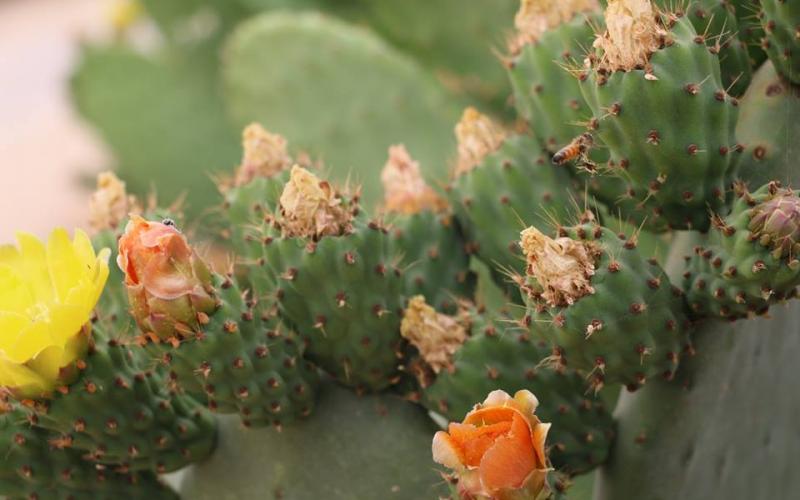 صور: الربيع في خزاعة بخانيونس