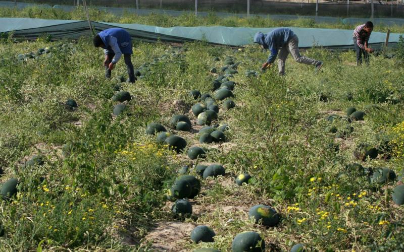 صور: موسم جمع ثمار "البطيخ" في خانيونس