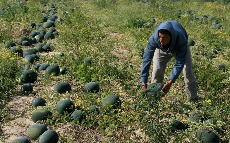 صور: موسم جمع ثمار "البطيخ" في خانيونس