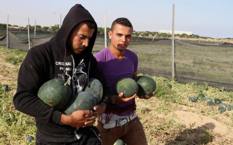صور: موسم جمع ثمار "البطيخ" في خانيونس