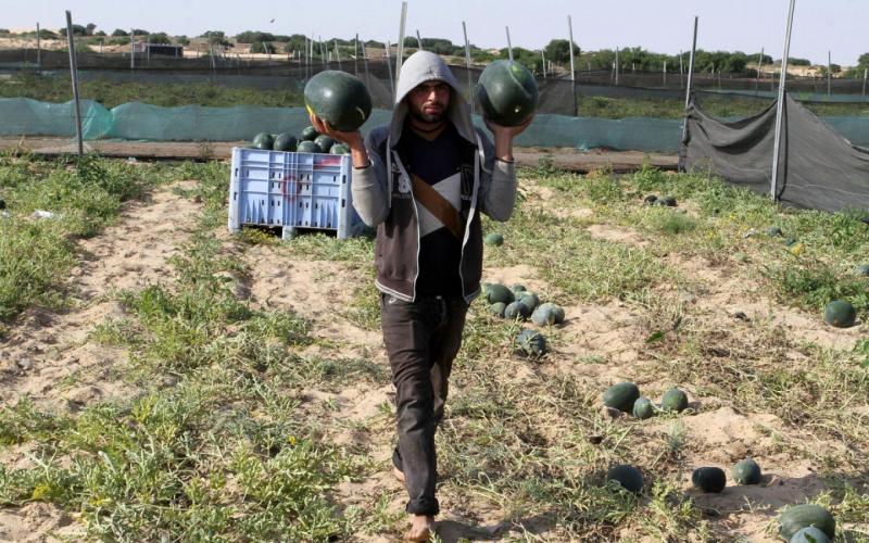 صور: موسم جمع ثمار "البطيخ" في خانيونس