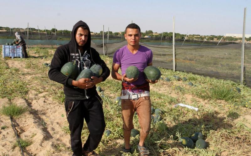 صور: موسم جمع ثمار "البطيخ" في خانيونس