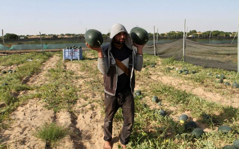صور: موسم جمع ثمار "البطيخ" في خانيونس
