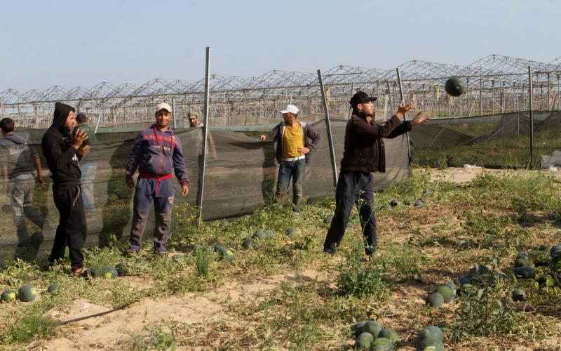 صور: موسم جمع ثمار "البطيخ" في خانيونس