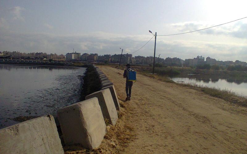 بلدية رفح تشرع بحملة مكثفة لمكافحة البعوض