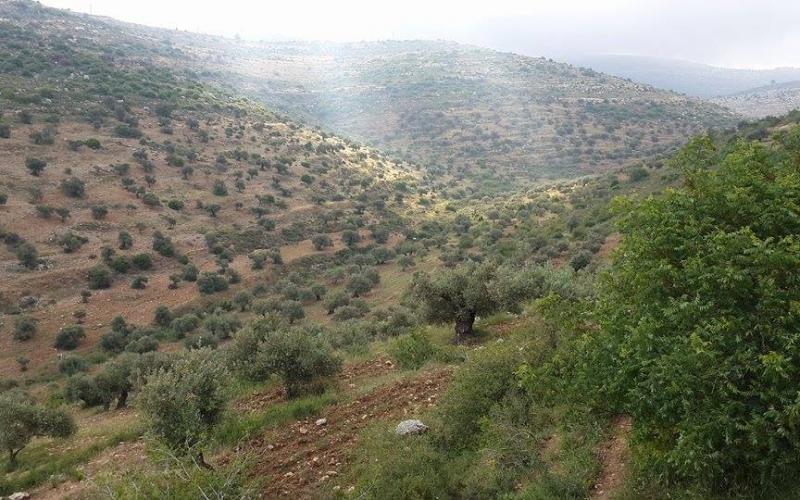 صور: أشجار الفواكه والخضروات برام الله