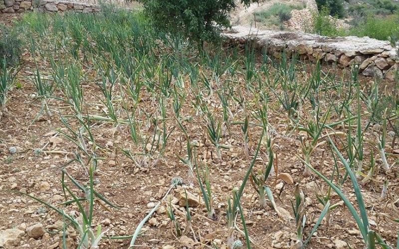 صور: أشجار الفواكه والخضروات برام الله