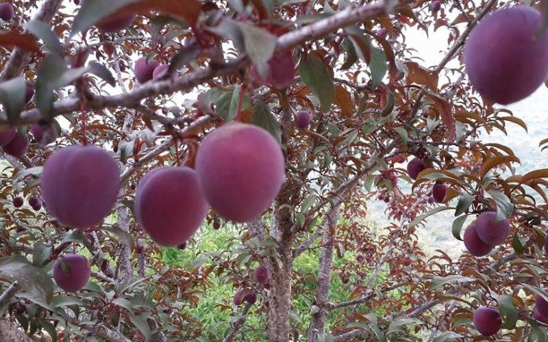 صور: أشجار الفواكه والخضروات برام الله