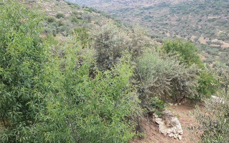 صور: أشجار الفواكه والخضروات برام الله