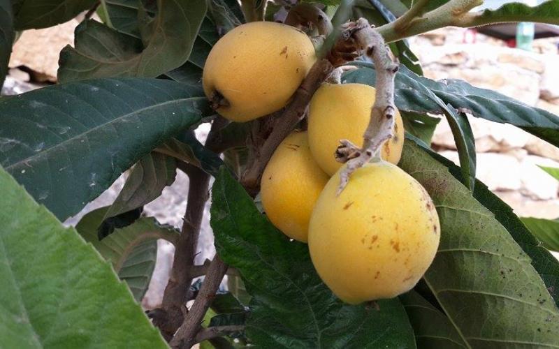 صور: أشجار الفواكه والخضروات برام الله
