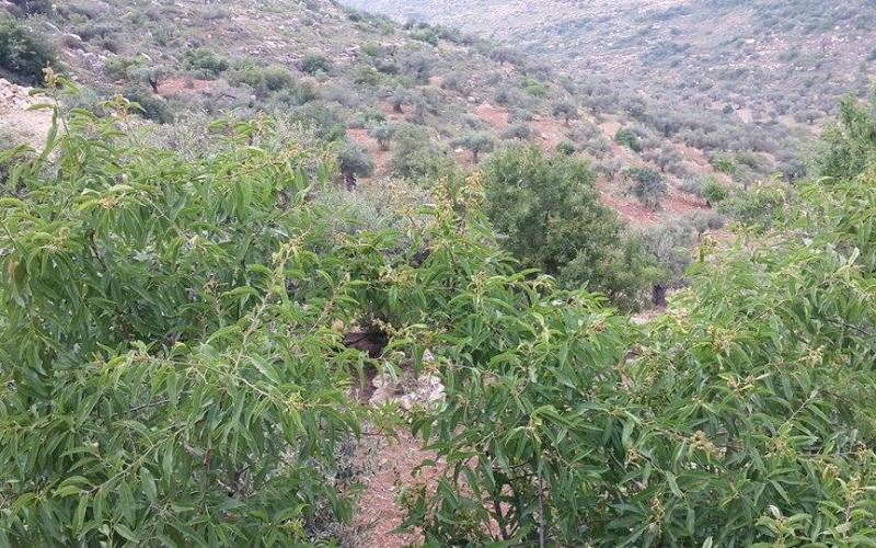 صور: أشجار الفواكه والخضروات برام الله