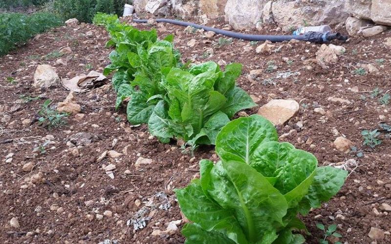 صور: أشجار الفواكه والخضروات برام الله