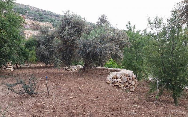 صور: أشجار الفواكه والخضروات برام الله