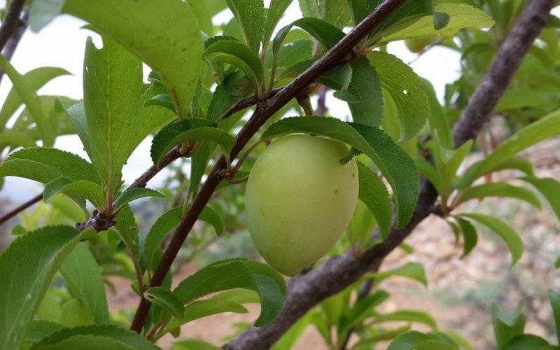 صور: أشجار الفواكه والخضروات برام الله