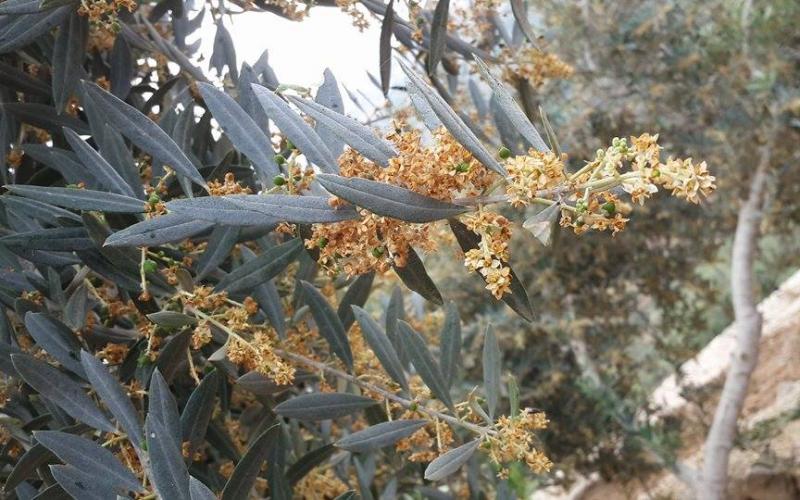 صور: أشجار الفواكه والخضروات برام الله