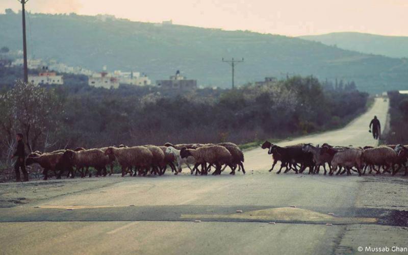 صور: بلدة جبع جنوب مدينة جنين