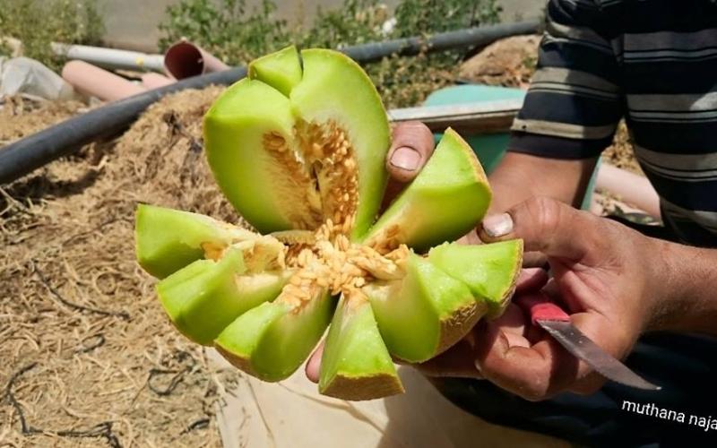 صور: مزارع خزاعة بخانيونـس جنوب القطاع