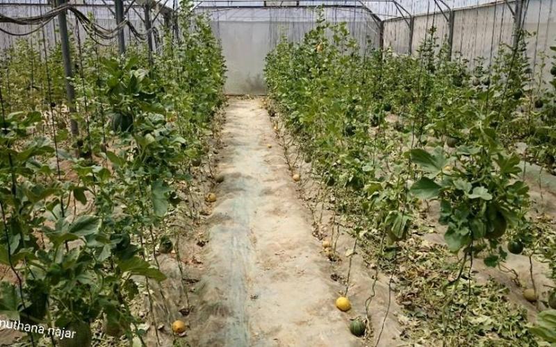 صور: مزارع خزاعة بخانيونـس جنوب القطاع
