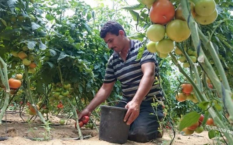صور: مزارع خزاعة بخانيونـس جنوب القطاع