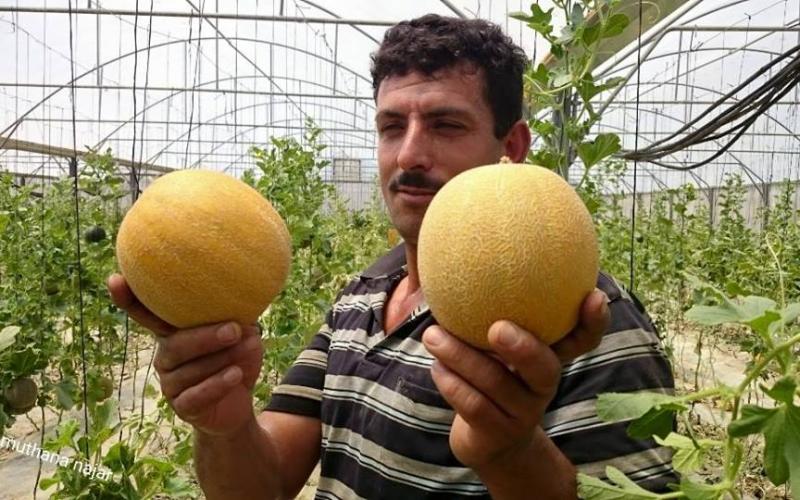 صور: مزارع خزاعة بخانيونـس جنوب القطاع